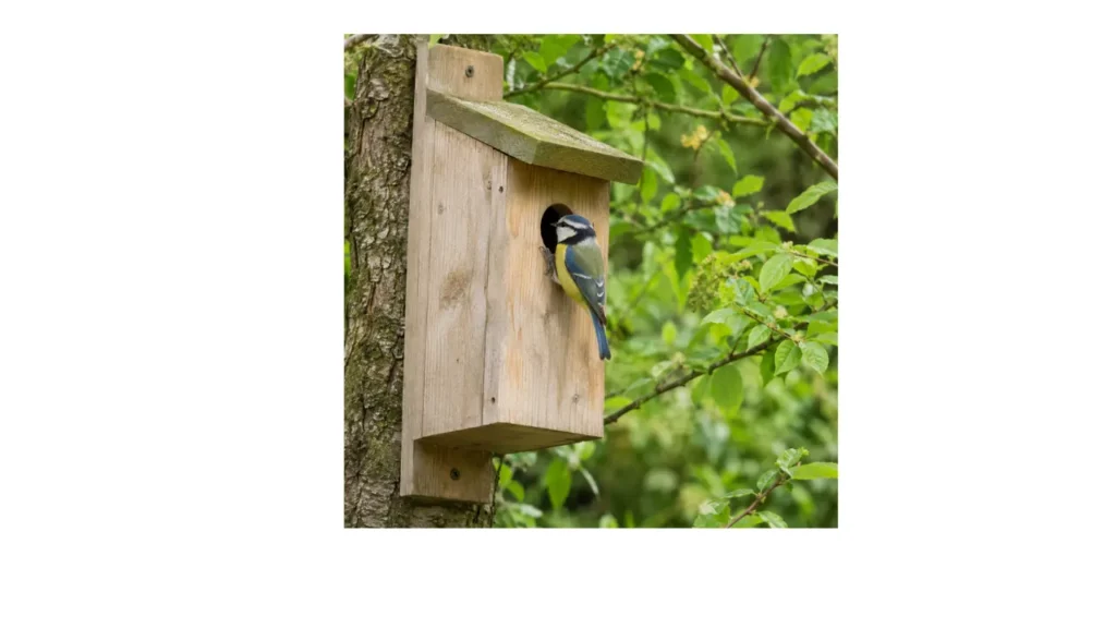 Wooden nesting box mounted on a tree with a blue tit perched at the entrance in a lush green UK garden.